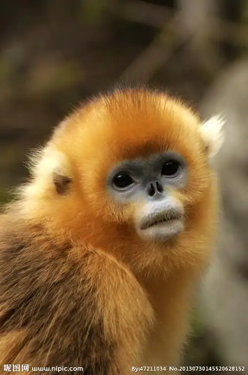 金丝猴摄影图__野生动物_生物世界_摄影图库_昵图网nipic.com