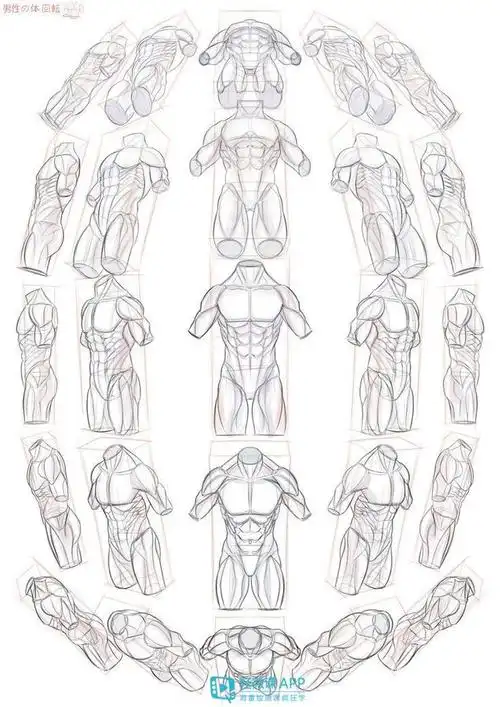 人体全方位透视动态速写素材,码住!萌新必备人体结构合集,下载戳