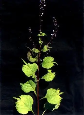 尾叶香茶菜图片尾叶香茶菜野菜图片