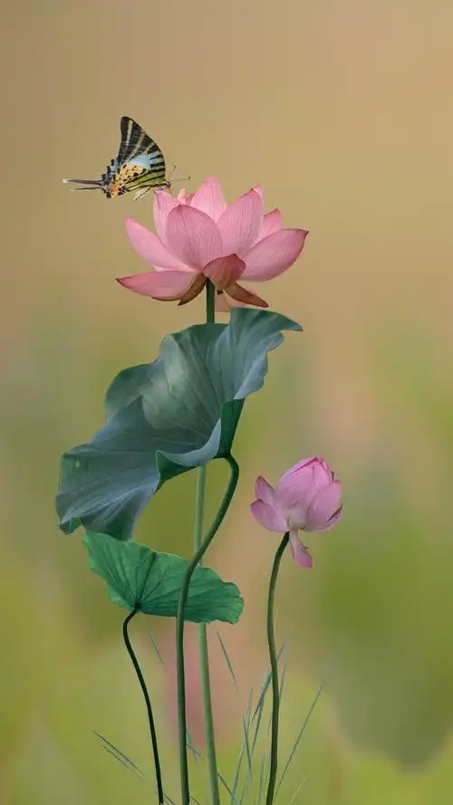 蝴蝶与荷花