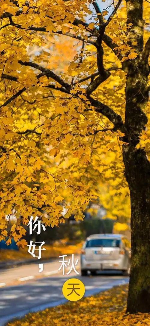 秋天风景手机壁纸图片