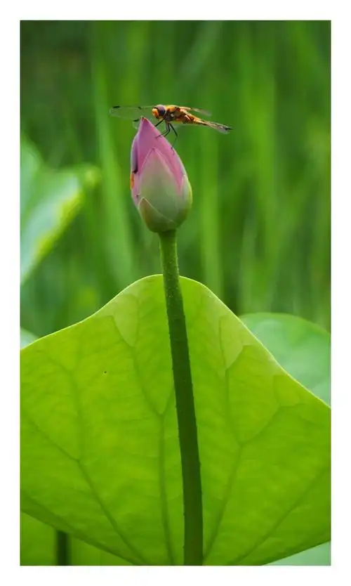 蜻蜓戏荷