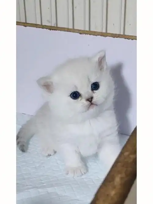 银渐层幼猫  #英短银渐层  #吸猫