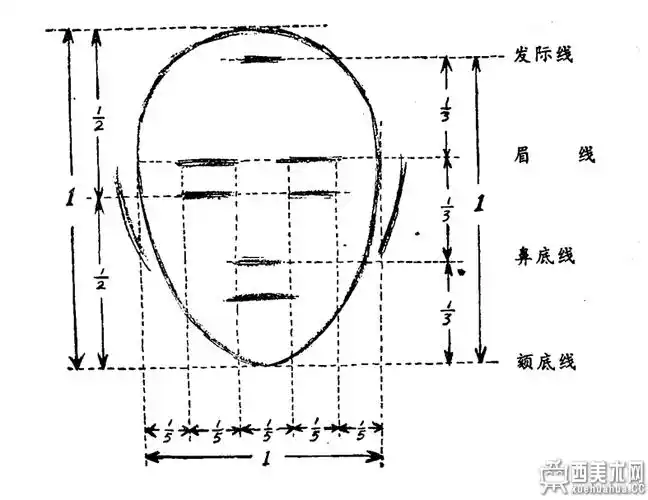 三庭五眼比例图及人物头部比例教程