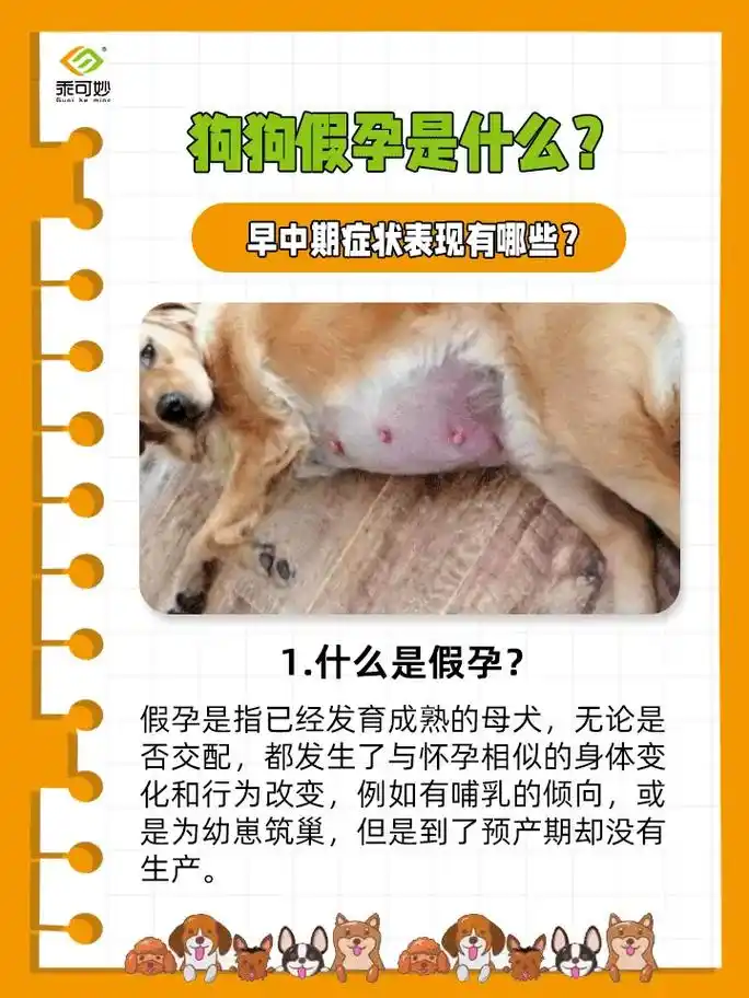狗狗假孕是什么?早中期症状表现有哪些?1.什么是假孕?假孕 - 抖音