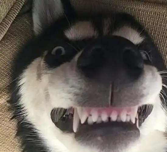 二哈被送到新主人家后不拆家了,二哈:家里总得有一个正常的!