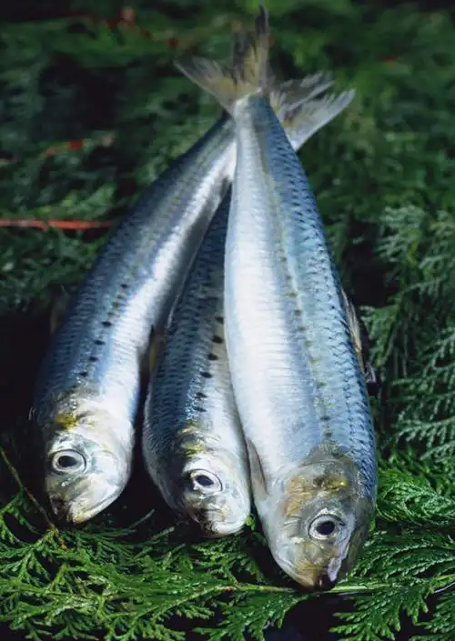 海鲜,无人,竖图,俯视,室外,特写,白天,植物,叶子,鱼,纹理,绿叶,水产