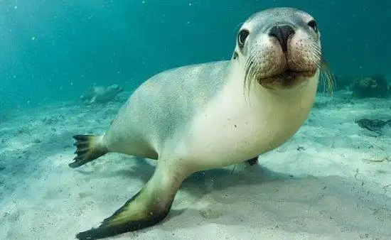 摄影师捕捉澳小海狮群可爱卖萌瞬间(图)