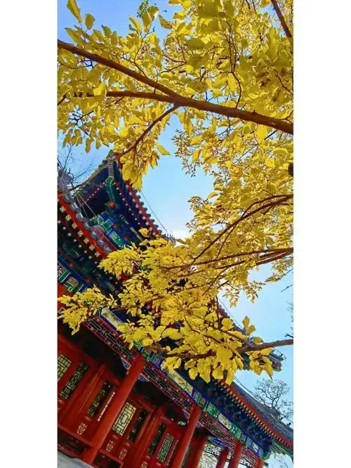 圆明园赏秋经古装美女同意后拍照