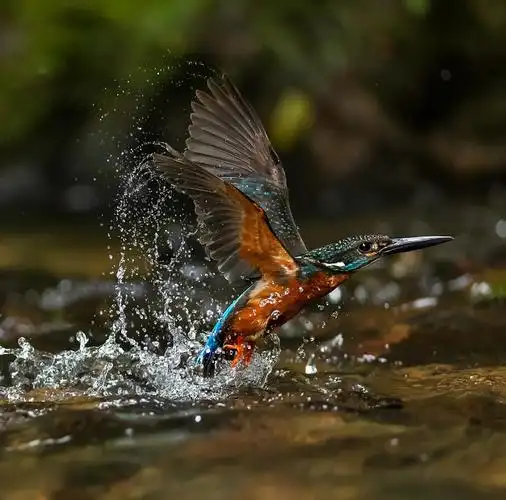 与斑头大翠鸟共舞的水花世界 🌊