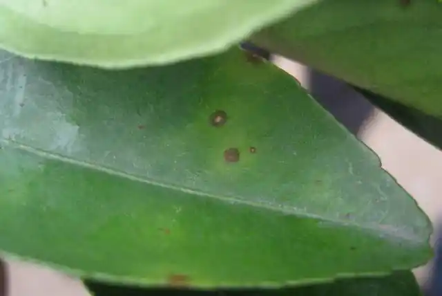 柑橘褐斑病高峰将至,请抓紧防范!