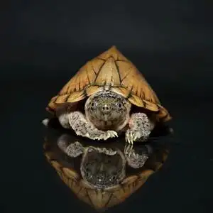 剃刀龟小型龟蛋龟屋顶龟观赏龟乌龟深水龟小乌龟全品龟苗