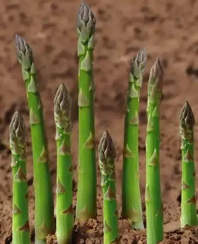 "蒌蒿满地芦芽短,正是河豚欲上时",蒌蒿是一种草
