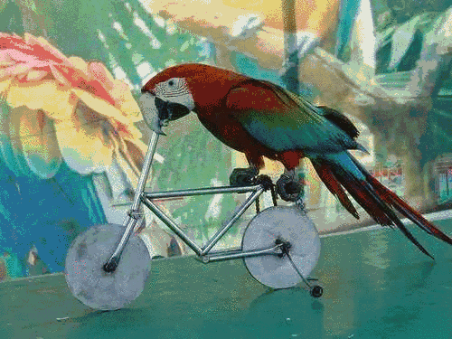 五一小长假去哪儿玩明星鹦鹉家族大驾光临等你来逗趣