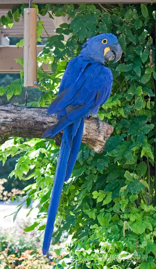 美丽的蓝鹦鹉