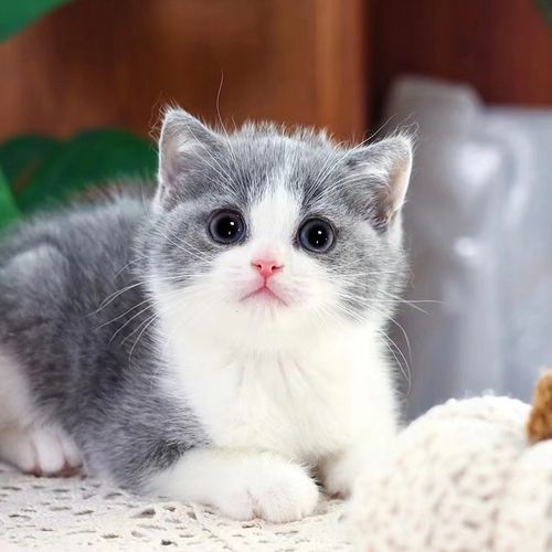 double yellow金渐层蓝猫银点金点英短幼猫咪活体猫宠物幼崽小猫活物