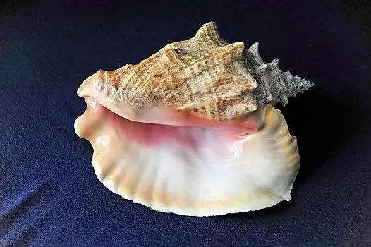 大贝壳图片_大贝壳图片大全_大贝壳图片下载