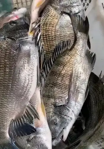 黑鲷别名乌颊鱼黑立黑鲷海鲋黑加吉