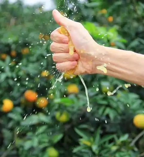 你们吃过爆汁橙子吗?皮薄汁多,酸甜可口,插上吸管就能喝