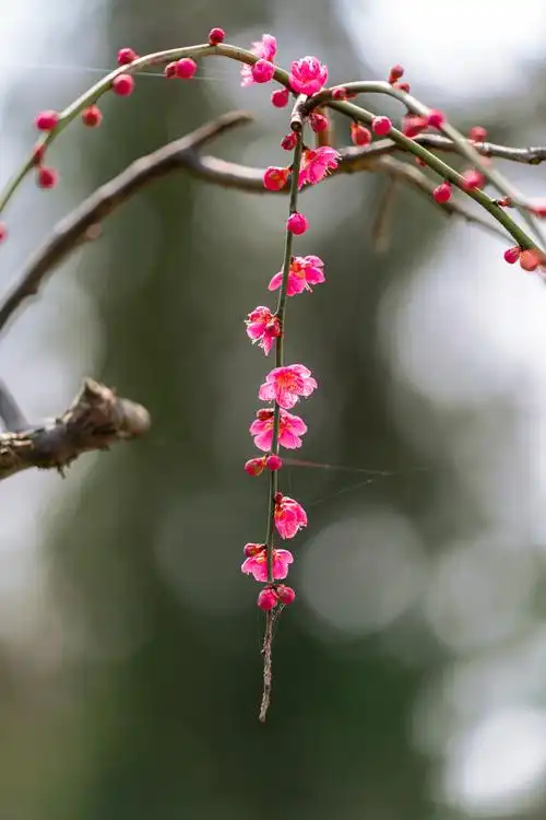 暗香疏影垂枝梅