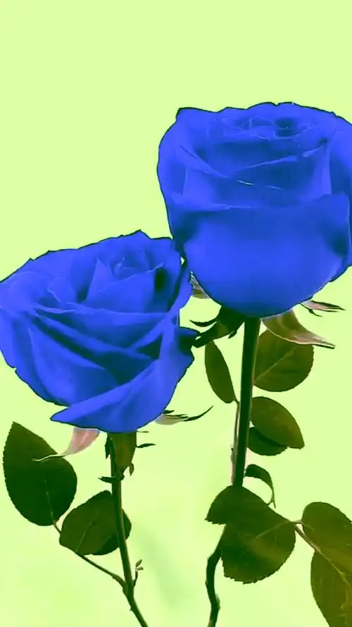 蓝色妖姬最美的花送给最美的你