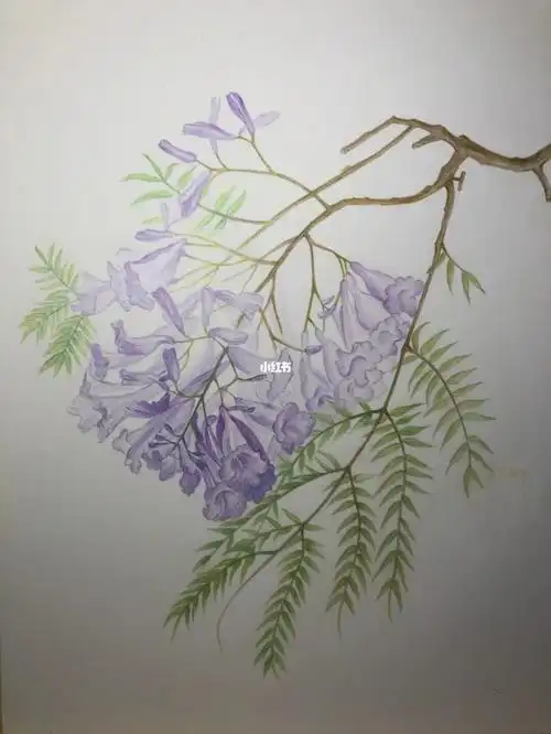 手绘彩铅-轻盈的蓝花楹!