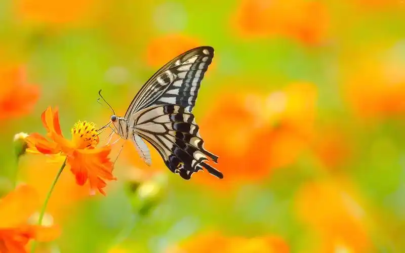 蝴蝶壁纸1280x960分辨率下载,蝴蝶壁纸,高清图片,壁纸,动物-桌面城市