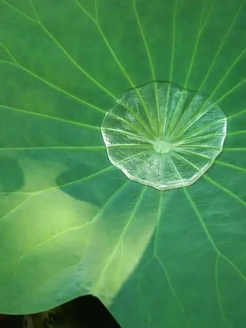 一组荷叶绿色护眼壁纸