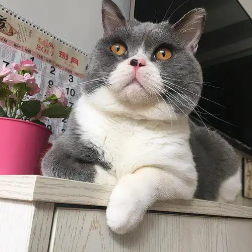 纯种英短猫有这些特征,很多人养的都是串串