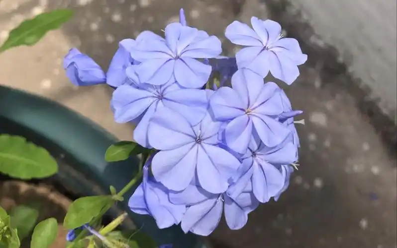 蓝雪花,夏日一抹清爽的蓝