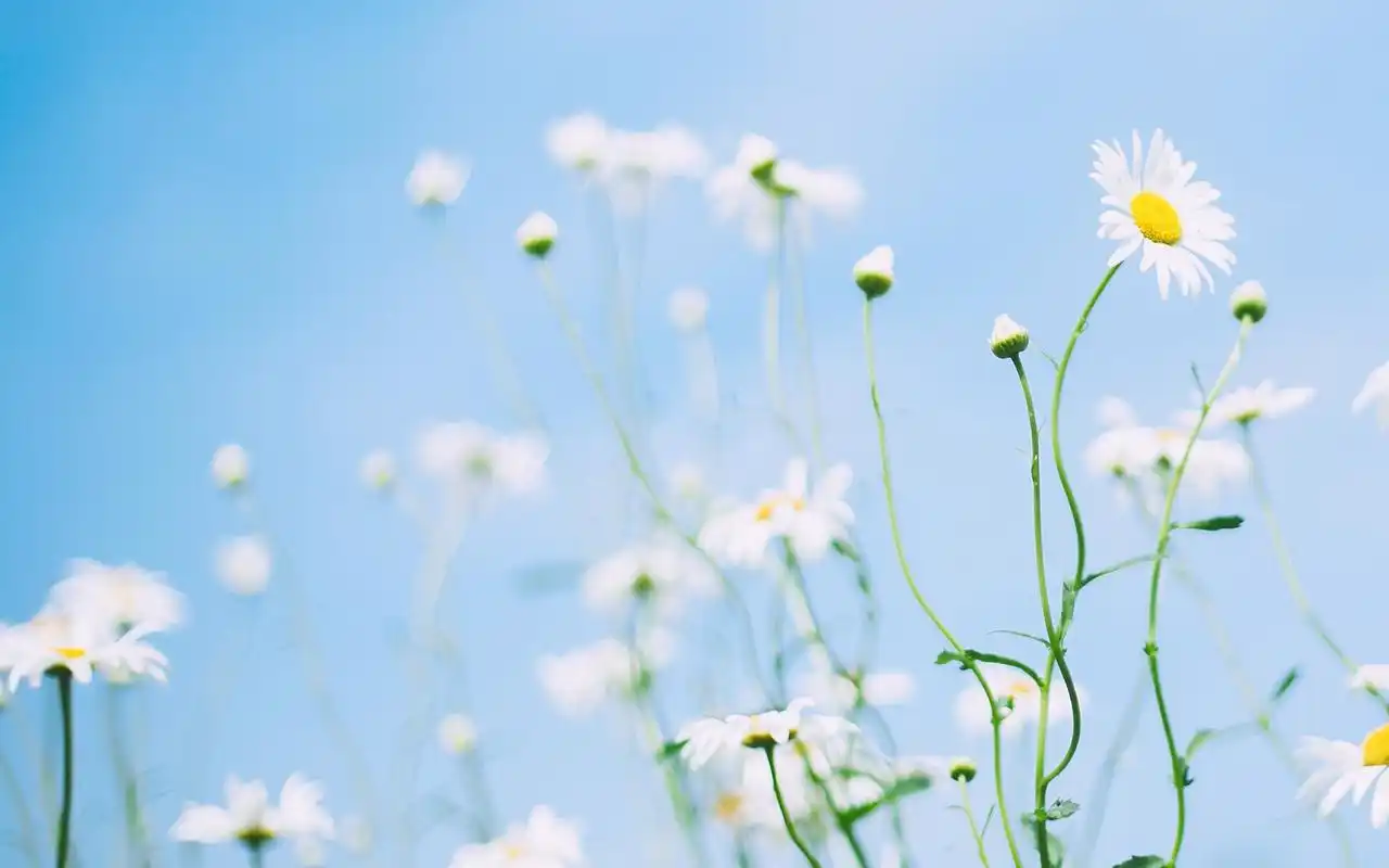 小清新唯美花卉植物图片壁纸