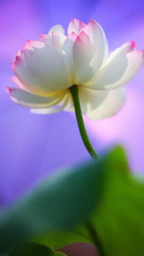 处暑时节之唯美意境荷花