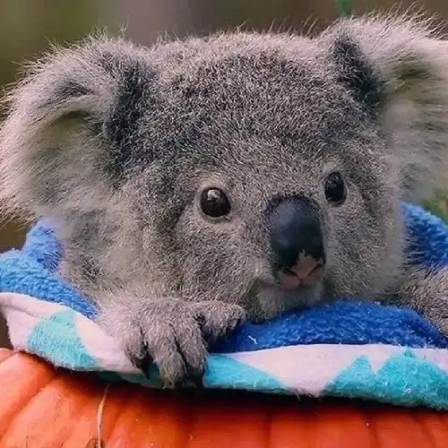 树袋熊是哪个国家的珍贵原始树栖动物(树袋熊是哪个国家珍稀原始树栖