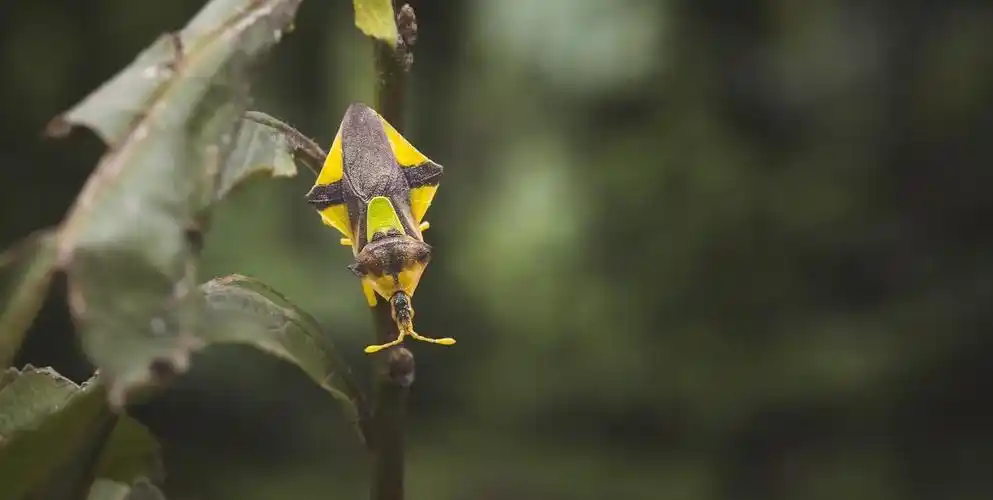 这个四四方方的虫子叫【瘤蝽】这只则是【螳瘤蝽