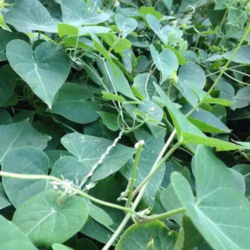 这是什么植物,有人说是外来物种,茎蔓掐断后会流出白色液体.