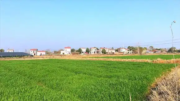 湖北江汉平原农村景象,非常时期,到田埂上走走还是很舒服的-三农视频