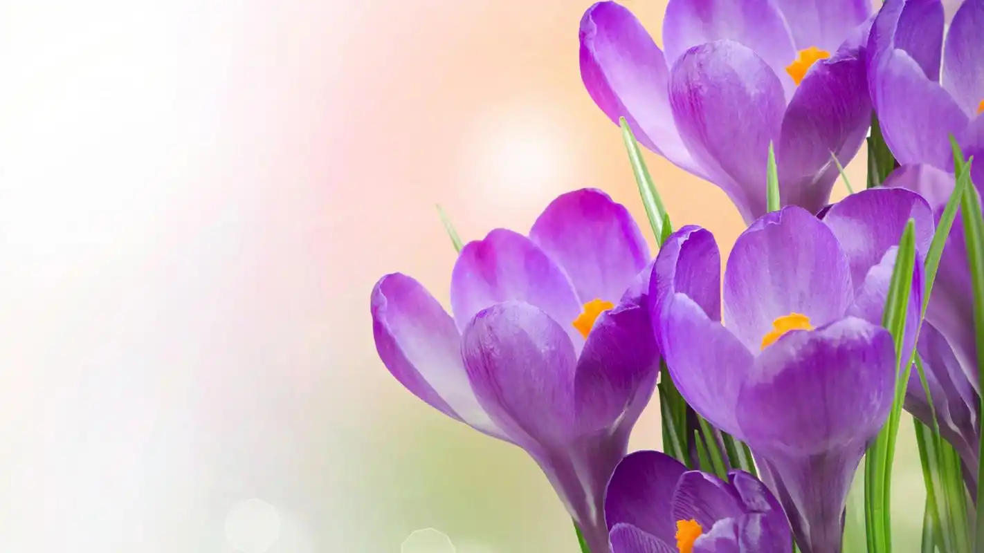 唯美紫色红番高清桌面壁纸图片