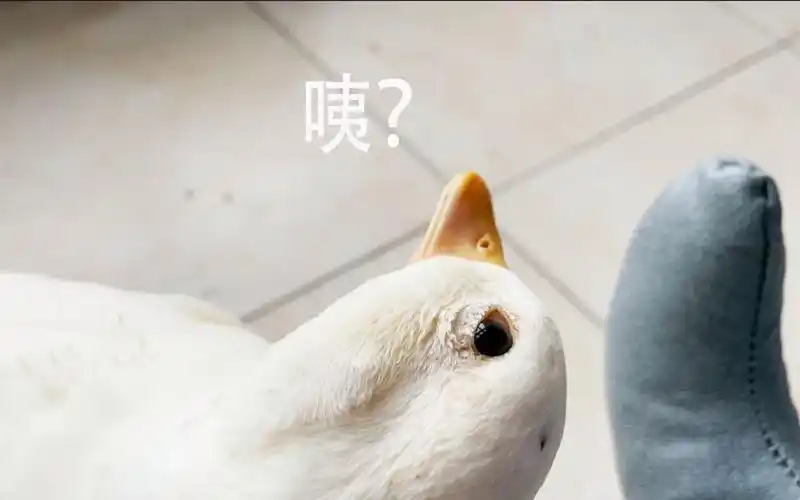 赶鸭人,给你一个歪头杀_哔哩哔哩_bilibili