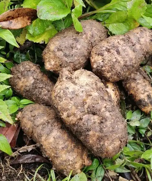 天麻野生云南正宗昭通小草坝新鲜天麻 5-7一斤(2斤装)煲汤好【图片