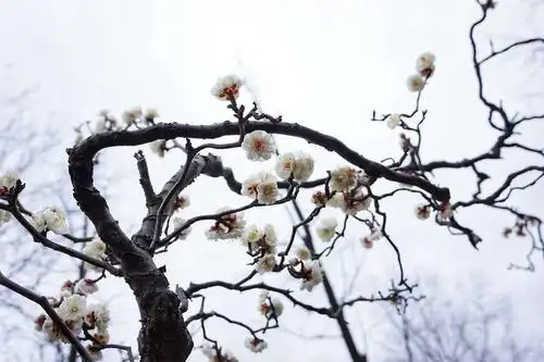 龙游梅,一树独先天下春