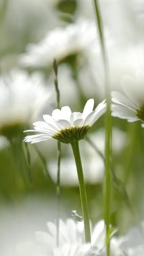 白色的雏菊花,柔焦 iphone 壁纸