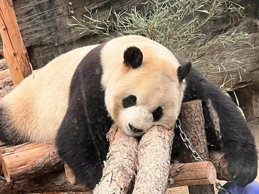 北京动物园的小可爱么.