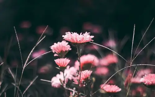 清新唯美植物花卉图片电脑壁纸高清大图预览1920x1200_植物壁纸下载_