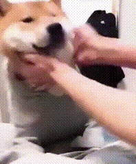 谨记在心,一旦用错,我可不保证你家180平的大house还在不在 揉狗头