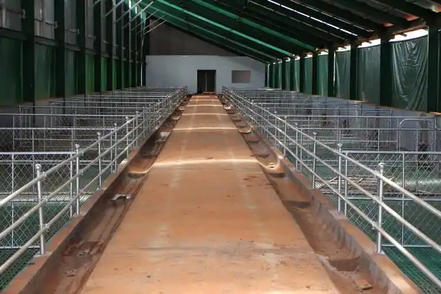 奶山羊山羊养殖技术创业经验分享