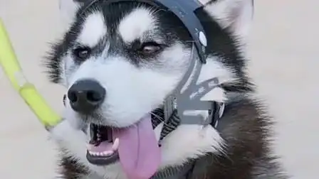 神犬小七:山神怕水,没想到鲍宇只用一招,怕水的毛病立马好了!