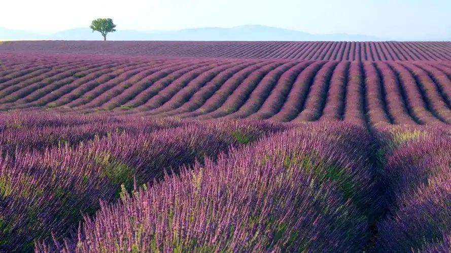 薰衣草花海风景图片桌面壁纸-风景壁纸-手机壁纸下载-美桌网