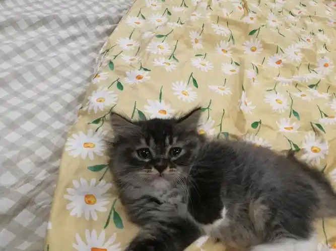 蓝猫串串,寻领养,仅限成都