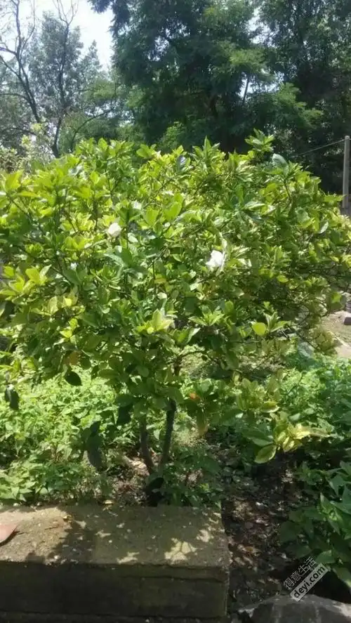 这是老家的栀子花树,去年拍的,一直舍不得删