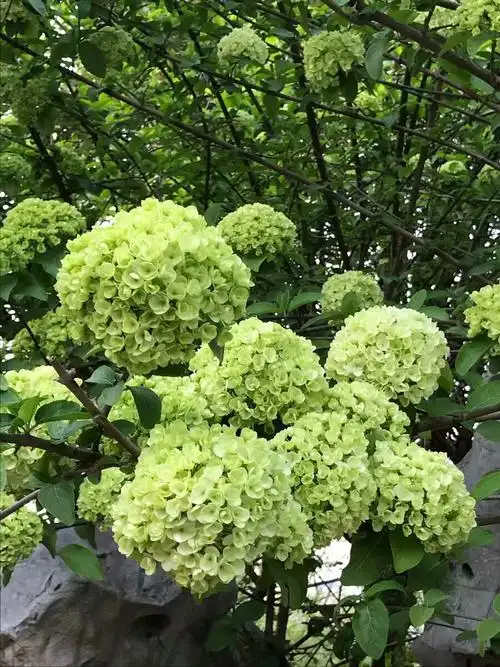 好大好多的绿色绣球花